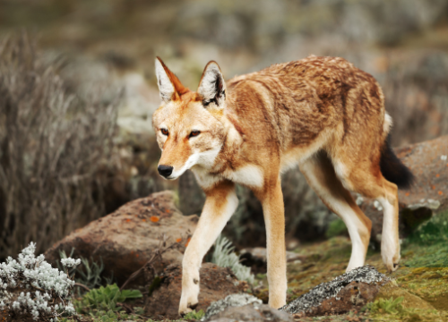 5-Day Bale Mountains