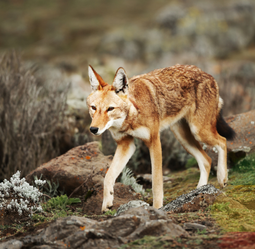5-Day Bale Mountains