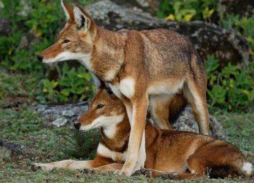 5-Day Bale Mountains Adventure