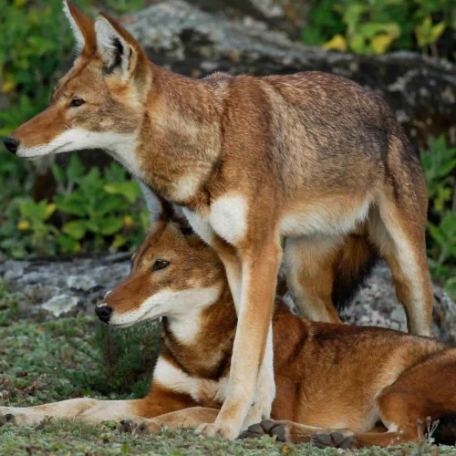 5-Day Bale Mountains Adventure