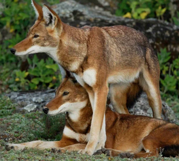 5-Day Bale Mountains Adventure