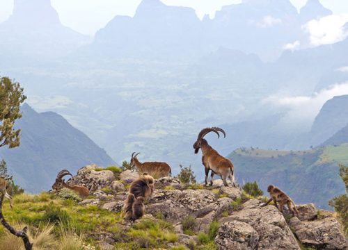 Simien Mountains Travel Guide (2026) – Trekking, Wildlife and What to Expect